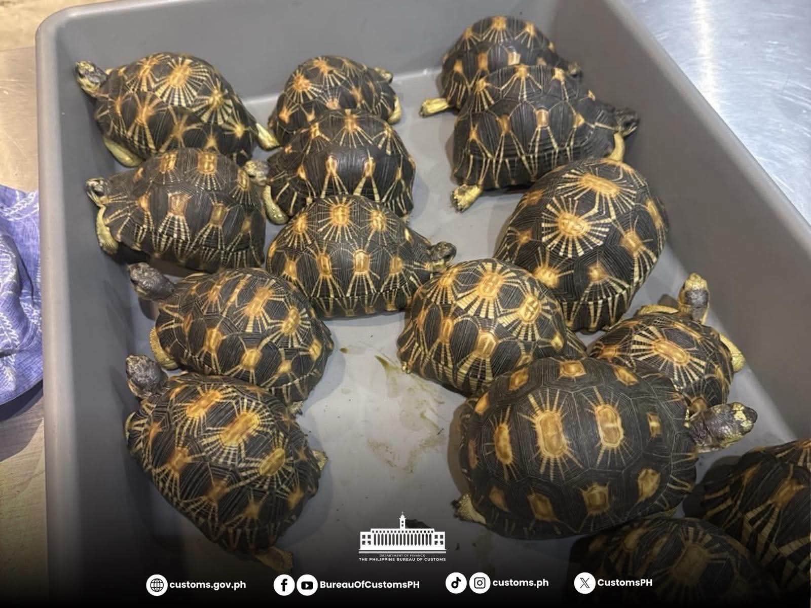 50 endangered tortoises seized from Malaysian passenger at NAIA