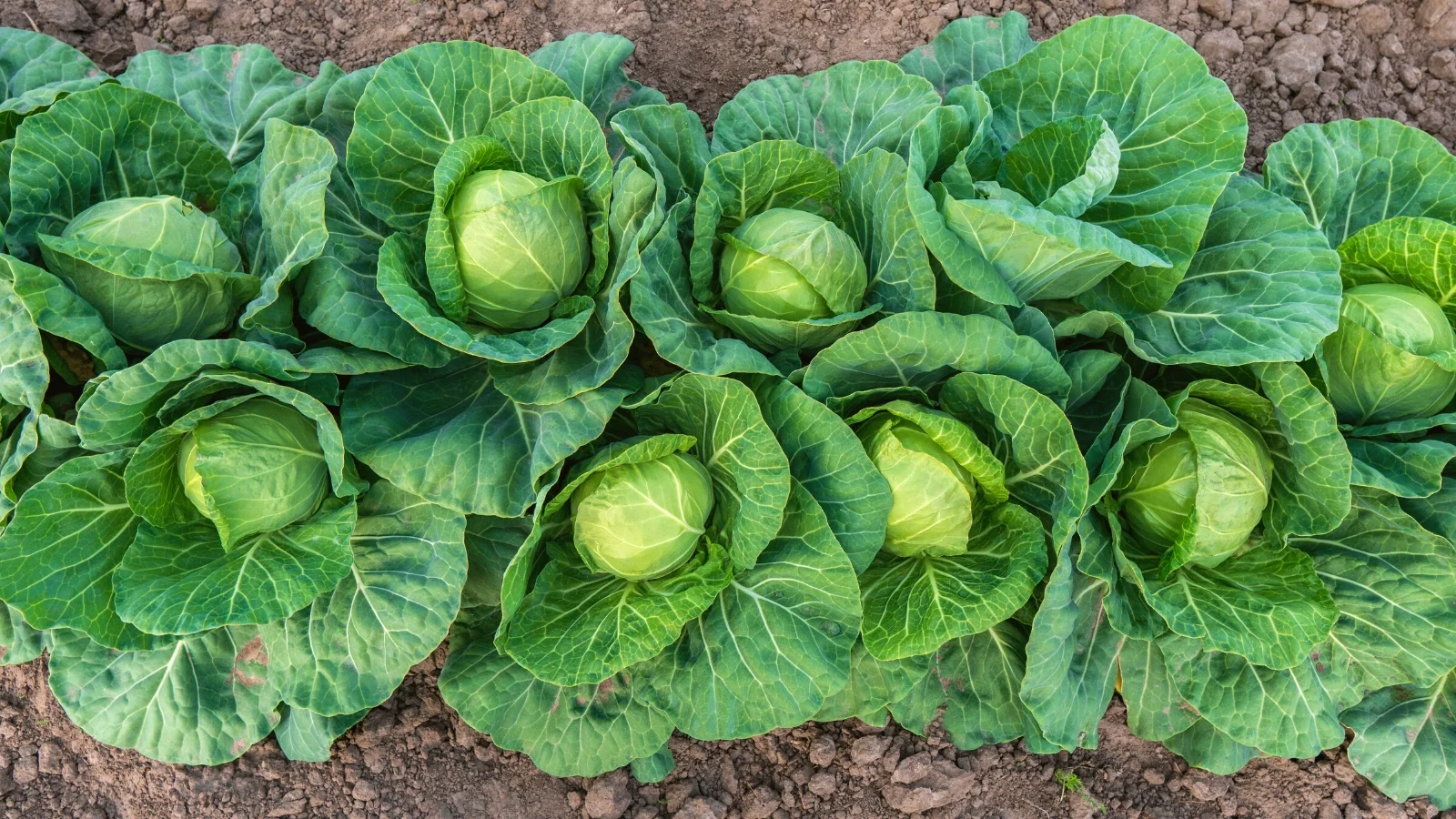 5.8 tons of carrots, cabbage wasted in Benguet