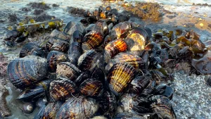 Red tide warning ibinabala ng BFAR sa Leyte