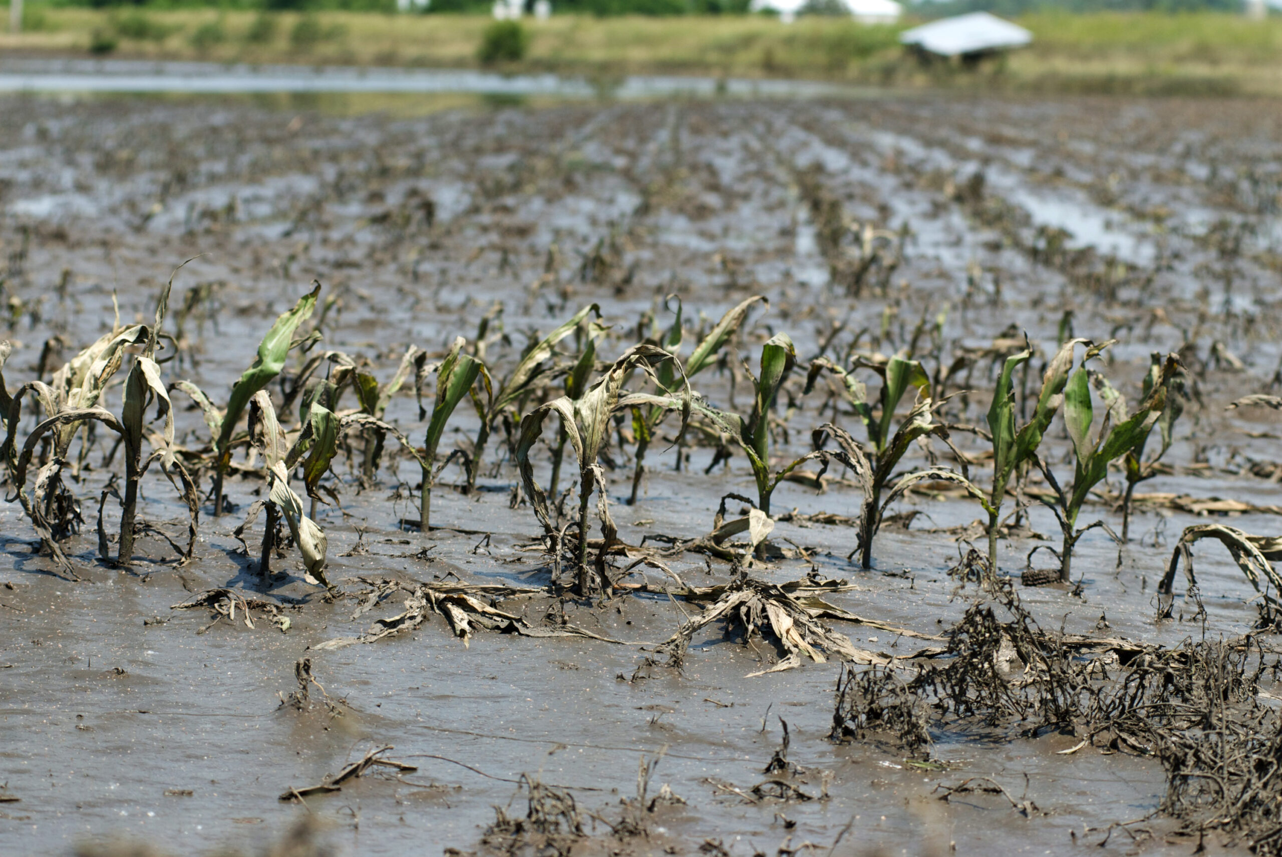 Pinsala sa agrikultura dahil sa Habagat, 3 bagyo umabot sa P2.32-Bilyon