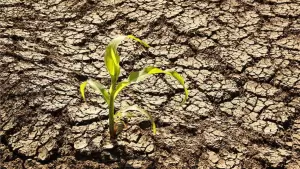 El Nino threat looms as climate change intensifies risks